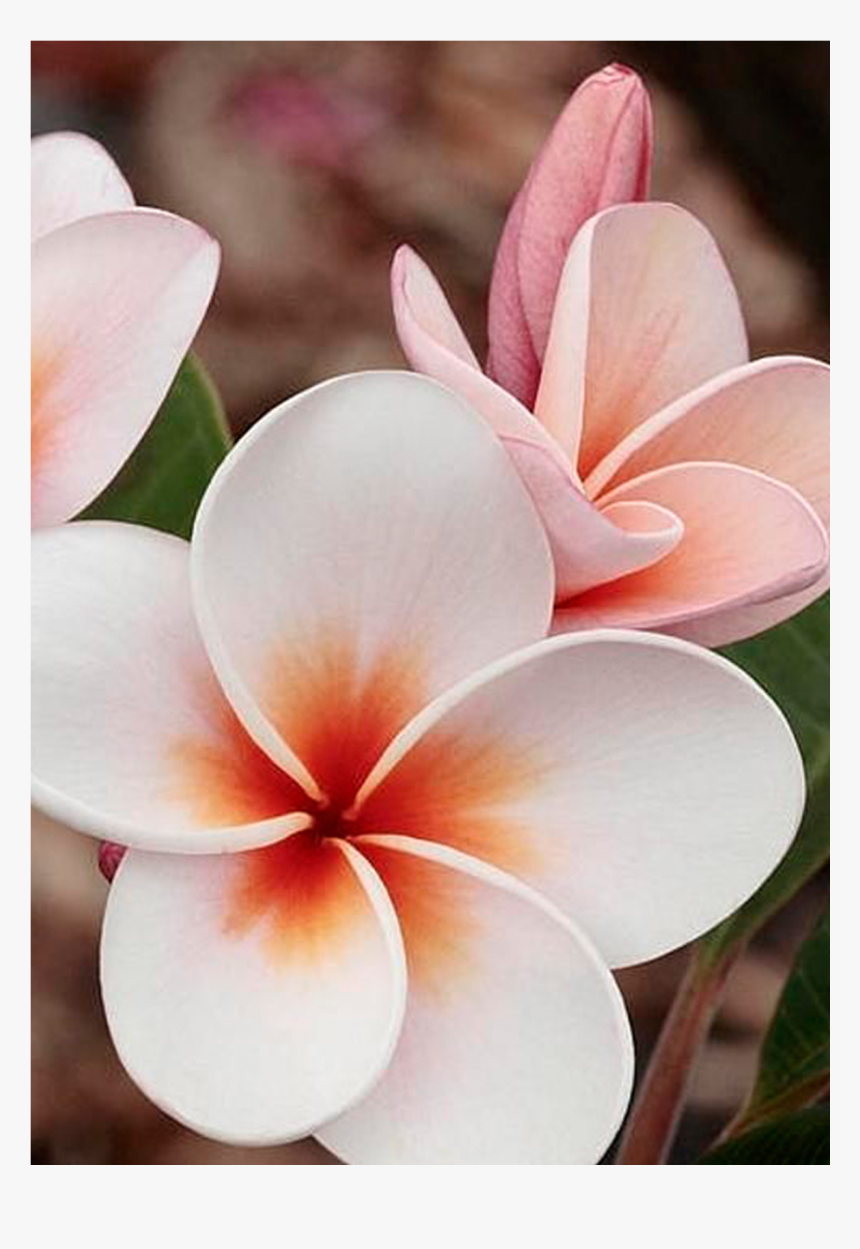 Beautiful Hawaiian Flowers, HD Png Download, Free Download