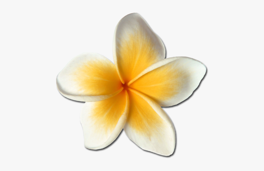 #plumeria #hawaiianflowers #hawaiianstyle #hawaiianlife - Frangipani, HD Png Download, Free Download