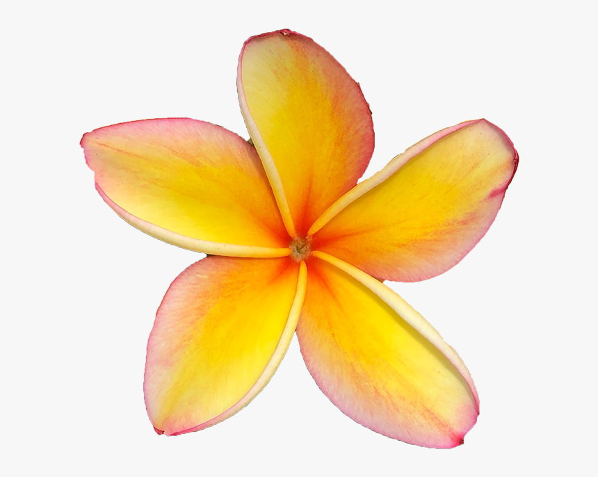 Clipart Transparent Frangipani, HD Png Download, Free Download