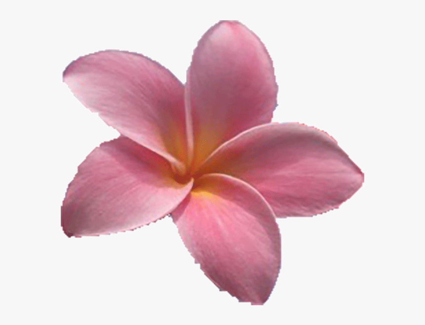 Frangipani, HD Png Download, Free Download