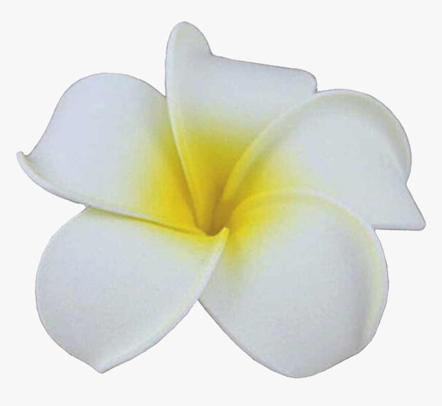 White Hawaiian Hair Flowers Cheap, HD Png Download, Free Download