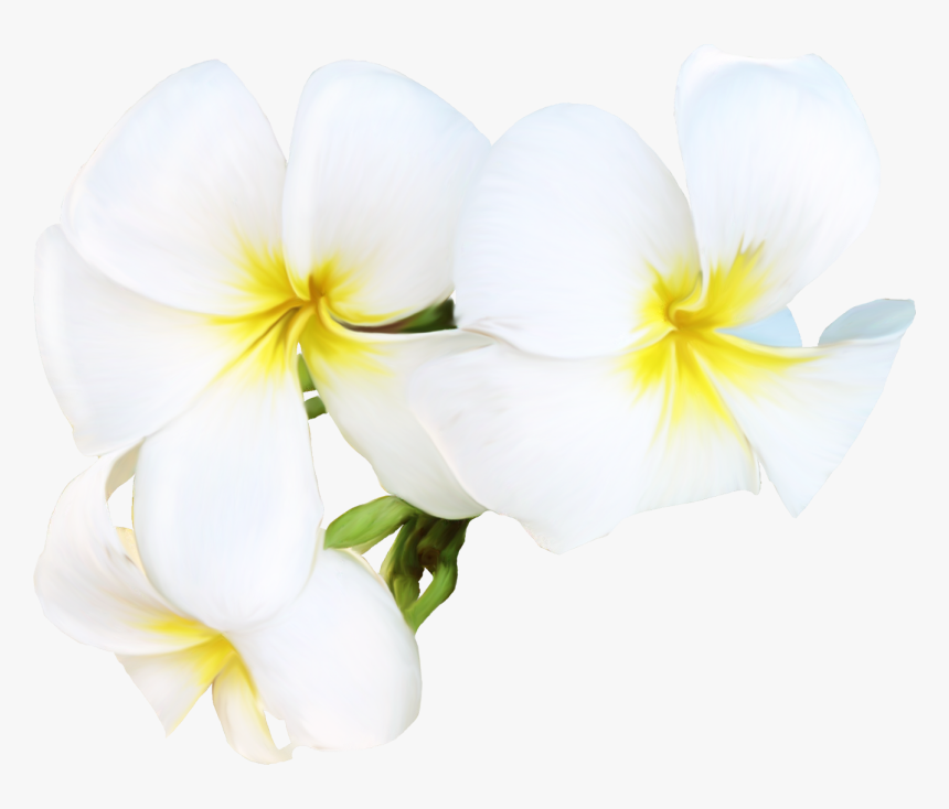 Frangipani, HD Png Download, Free Download