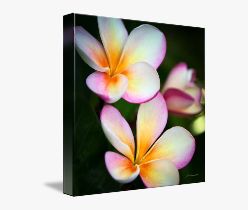 Clip Art By John Corney - Frangipani, HD Png Download, Free Download