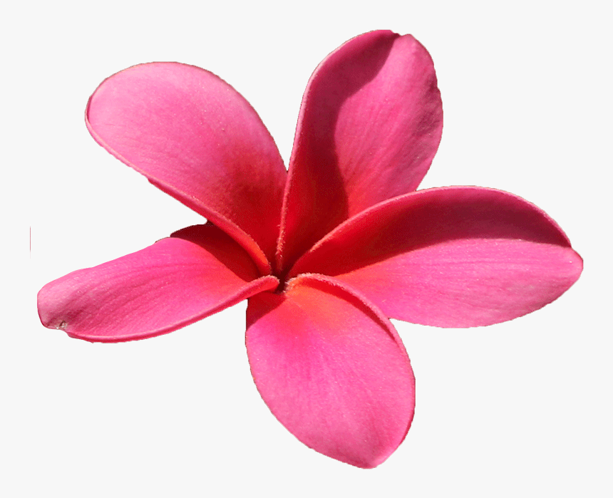 Frangipani, HD Png Download, Free Download