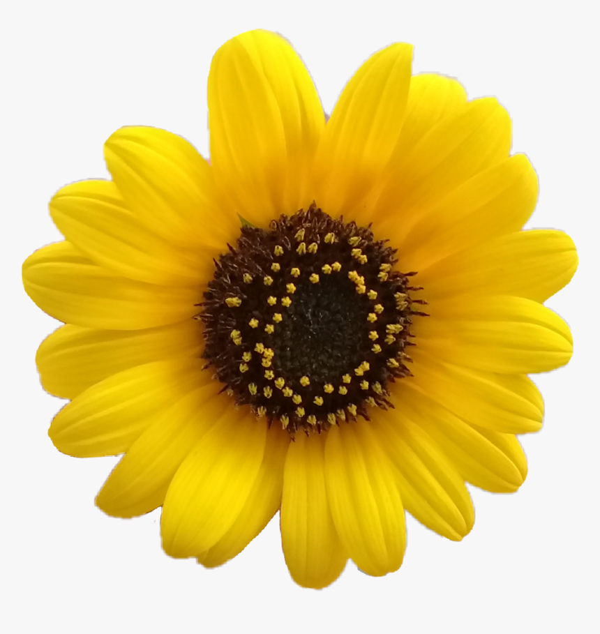 Yellow Flower Aesthetic Png, Transparent Png, Free Download