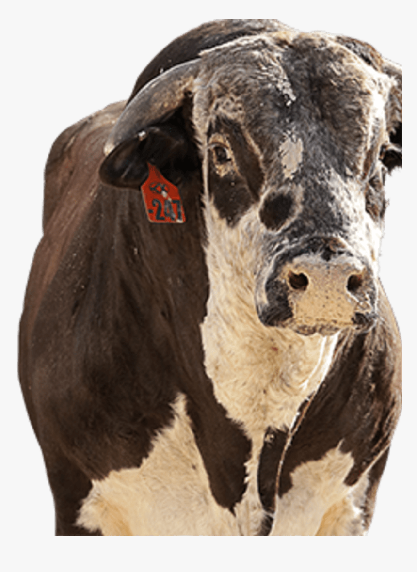 Dairy Cow, HD Png Download, Free Download