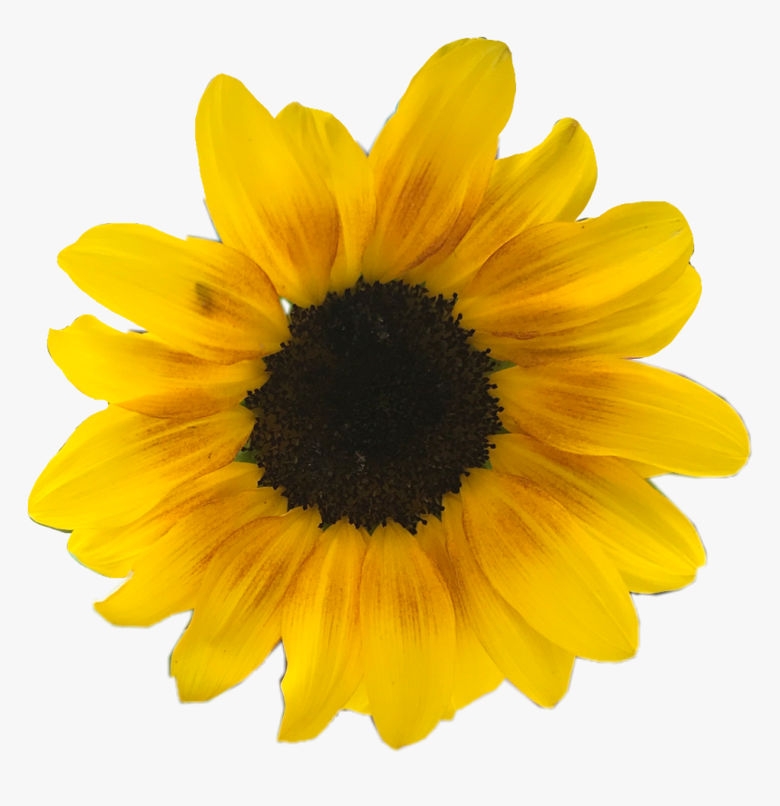 Daisy Png Overlay - Yellow Sunflower White Background, Transparent Png, Free Download