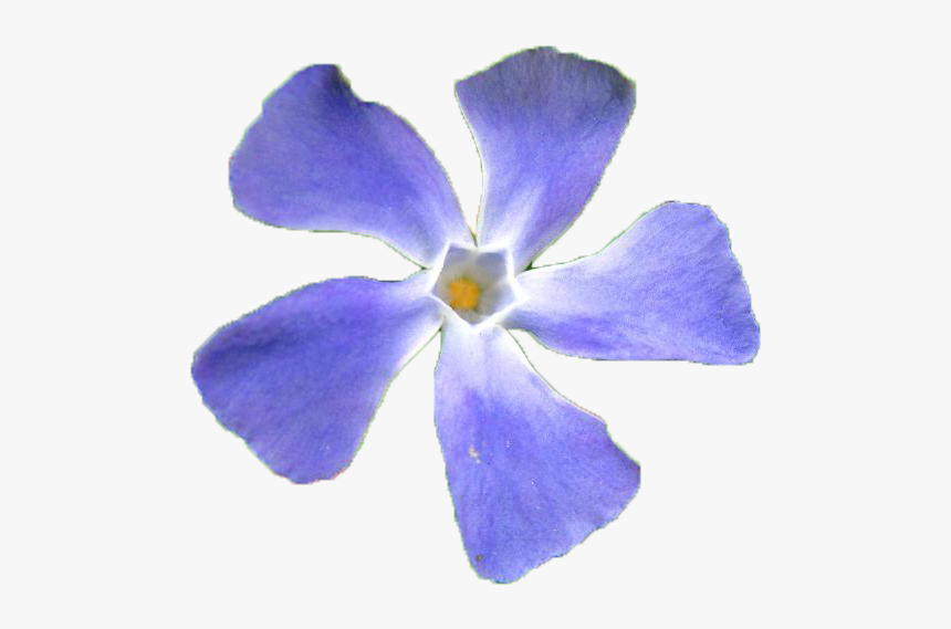 Periwinkle, HD Png Download - kindpng