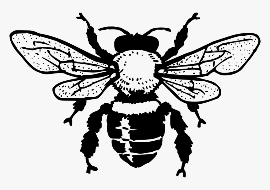 Honey Bee Black And White Clipart , Png Download - Free Bee Clipart Black And White, Transparent Png, Free Download