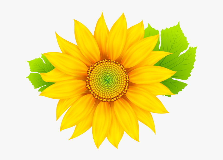 Transparent Flower Clipart Png - Sunflowers Images Free Download, Png Download, Free Download