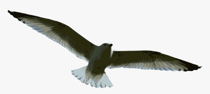 Graphic Transparent Stock Seagulls Drawing Seabird - Gulls, HD Png Download, Free Download