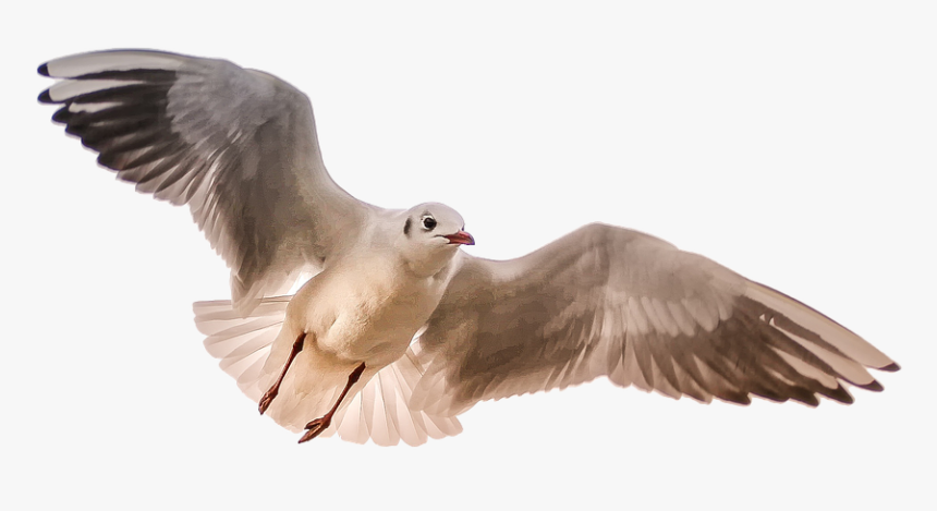 Gull, Sea, Bird, Wing - Birds Flying Towards You, HD Png Download, Free Download