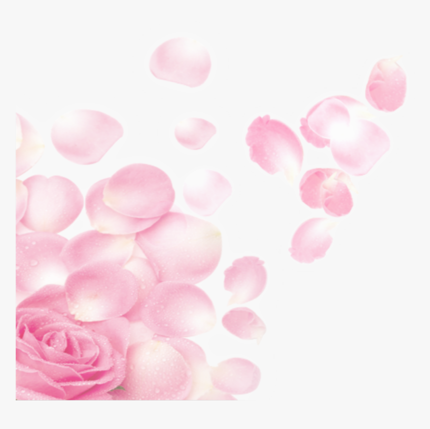 #ftestickers #flower #petals #rose #transparent #pink - Pink Rose Petals Transparent, HD Png Download, Free Download