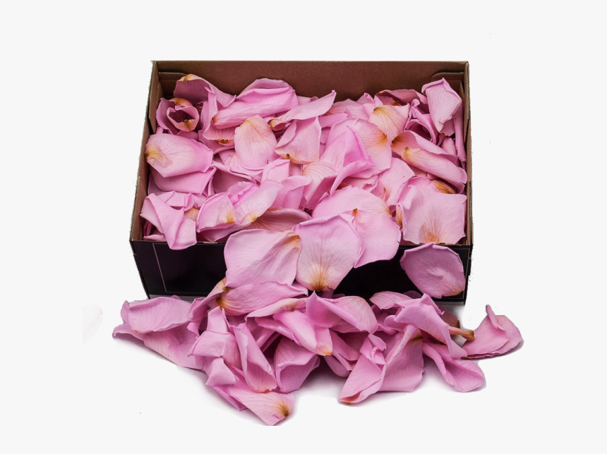 Preserved Rose Petals Hot Pink - Artificial Flower, HD Png Download, Free Download