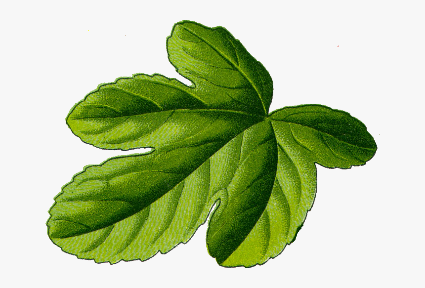 Fig Leaf - Fig Leaf Transparent Background, HD Png Download, Free Download