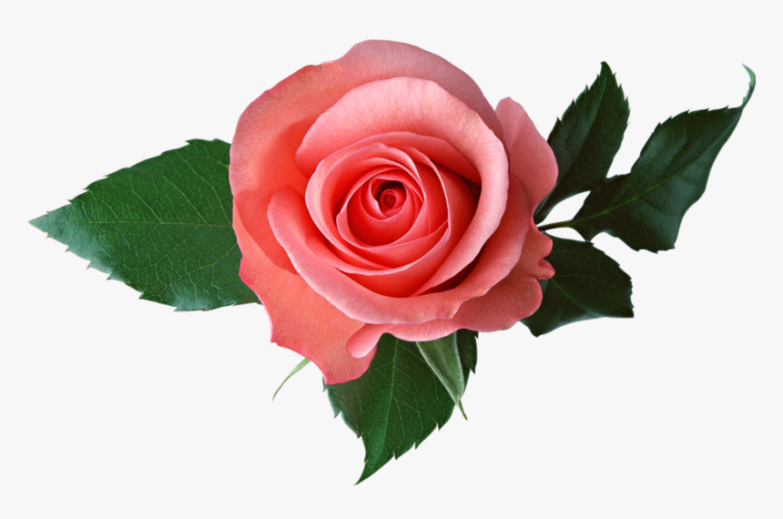 Pink Rose Transparent Background, HD Png Download, Free Download