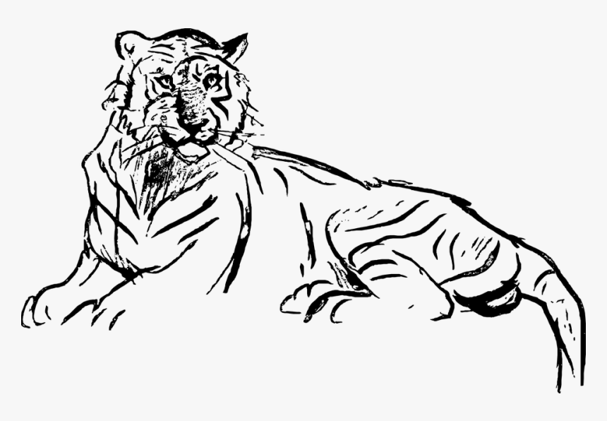 Chalk Out, Sketch, Art, Drawing, Tiger, Safari - Gambar Sketsa Harimau Keren, HD Png Download, Free Download