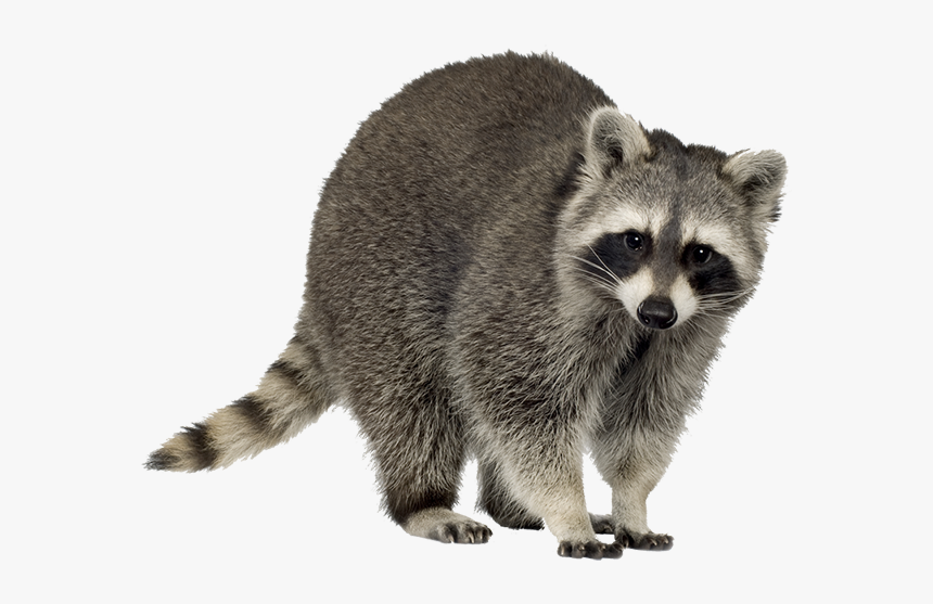 Raccoon Clipart Transparent Background - Raccoon Transparent, HD Png Download, Free Download