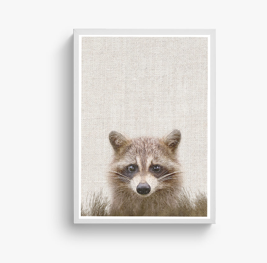 Racoon 2"
 Class="lazyload Lazyload Fade In Cloudzoom - Procyon, HD Png Download, Free Download