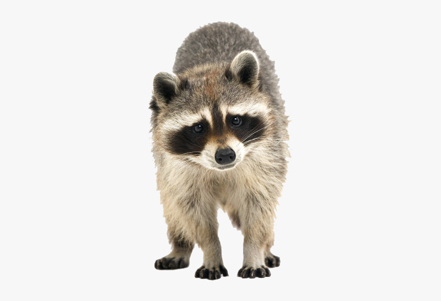 Raccoon Cuteness Icon - Transparent Raccoon, HD Png Download, Free Download