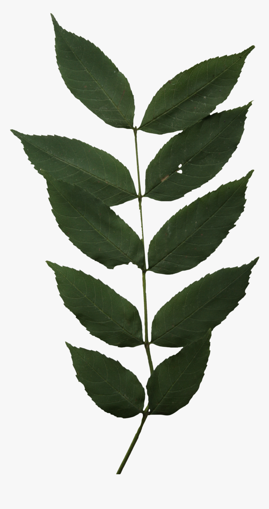 Real Leaves Close Cut, HD Png Download, Free Download