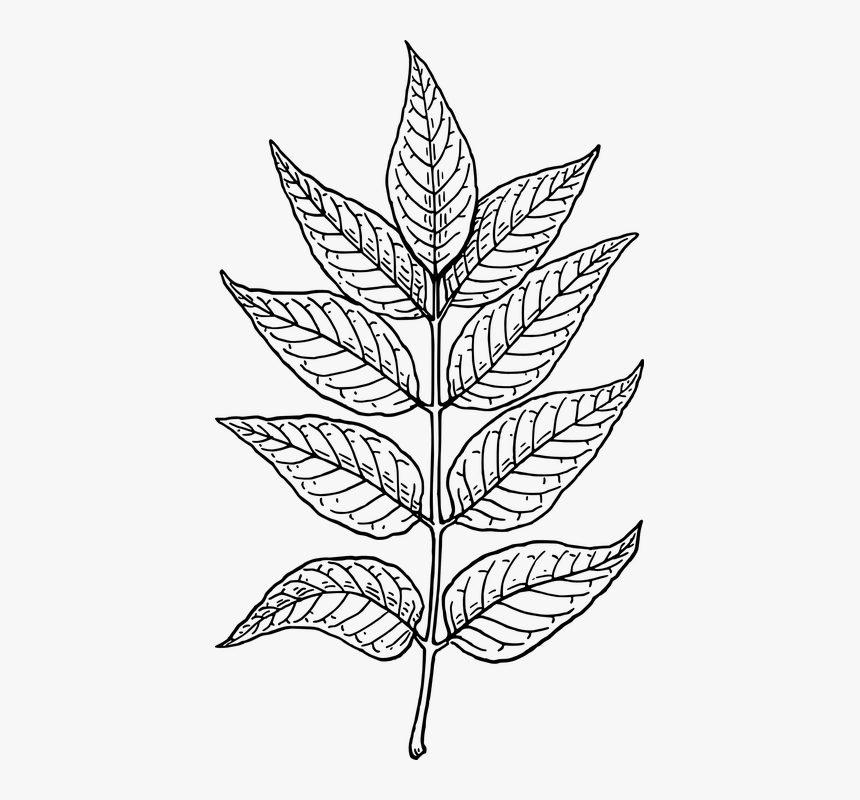 Ash, Plant, Leaves, Tree, Branch, Botany - Drawing Of Curry Leaves, HD Png Download, Free Download