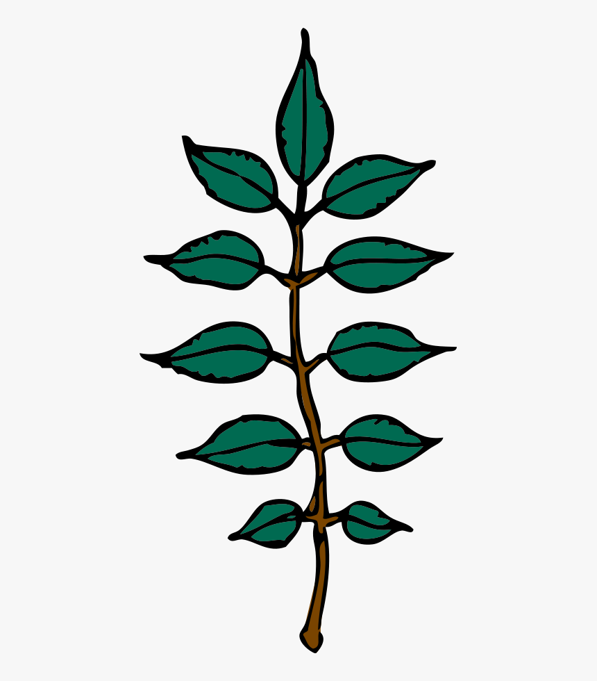 Ash Leaves Svg Clip Arts - Ash Leaf Clipart, HD Png Download, Free Download