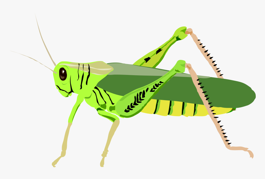 Grasshopper Clipart, HD Png Download, Free Download