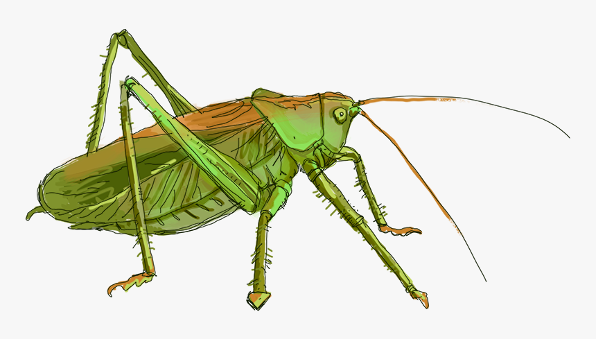Grasshopper Png - Locust, Transparent Png, Free Download