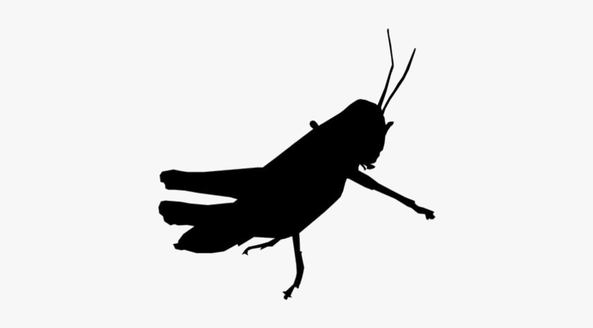 Grasshopper Insect Silhouette Png - Silhouette, Transparent Png, Free Download