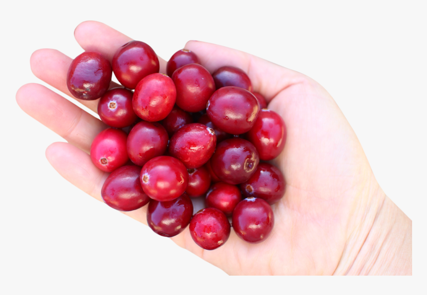 Cranberry In Hand Png Image, Transparent Png, Free Download