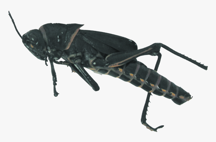 Longhorn Beetle, HD Png Download, Free Download