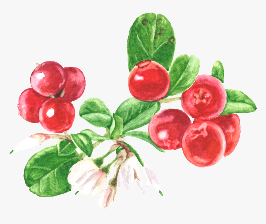 Silver Buffaloberry, HD Png Download, Free Download