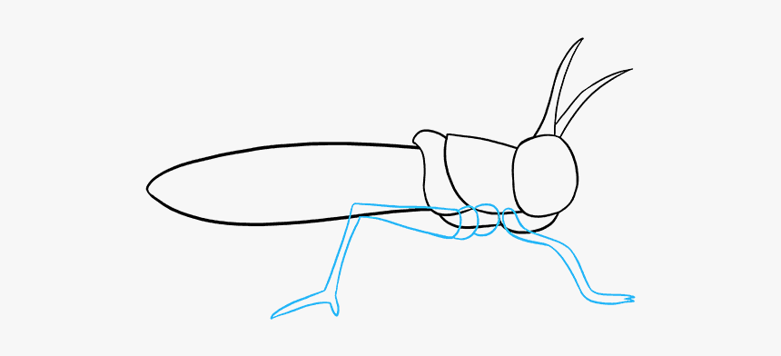 How To Draw Grasshopper - Grasshopper, HD Png Download, Free Download