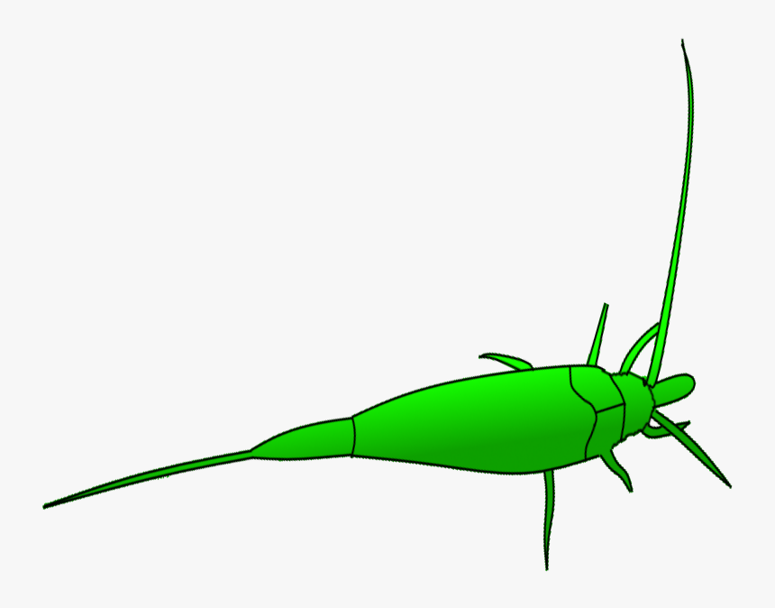 Grasshopper Clipart Dead, HD Png Download, Free Download