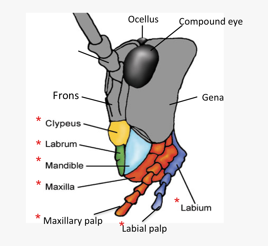 Maxilla And Mandible Insect, HD Png Download, Free Download