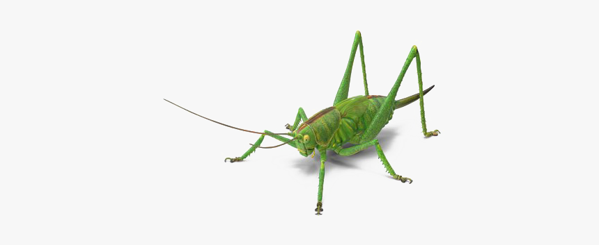 Green Grasshopper Png Image Free Download - Grasshopper, Transparent Png, Free Download