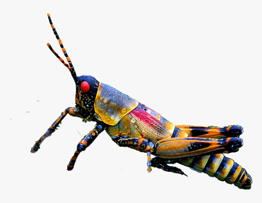 #insect #grasshopper #ftestickers #freetoedit - Beautiful Grasshopper, HD Png Download, Free Download