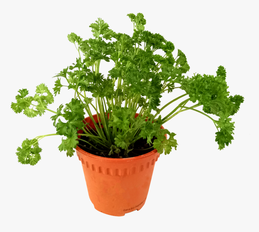 Flowerpot, HD Png Download, Free Download