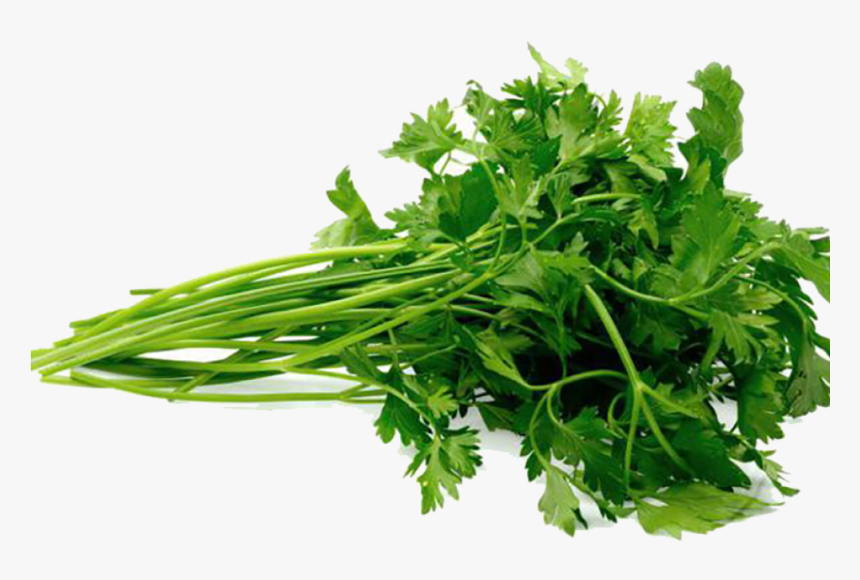 Fresh Parsley Png, Transparent Png, Free Download