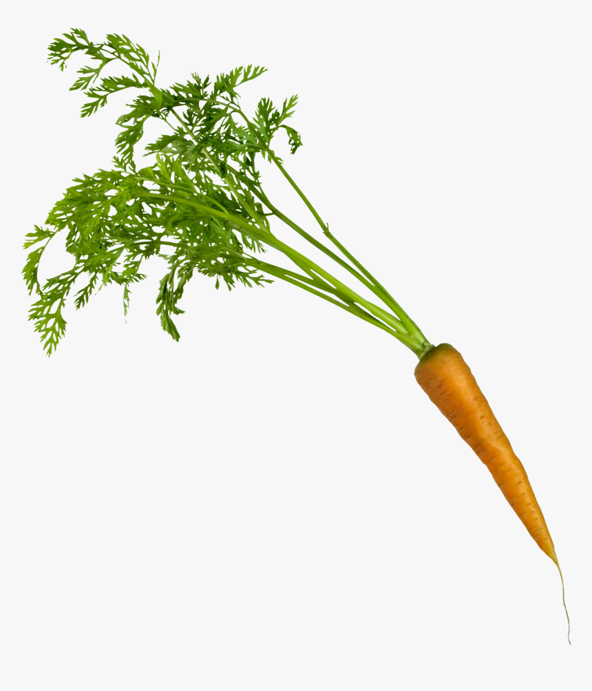 Carrot On Transparent Background .png, Png Download, Free Download