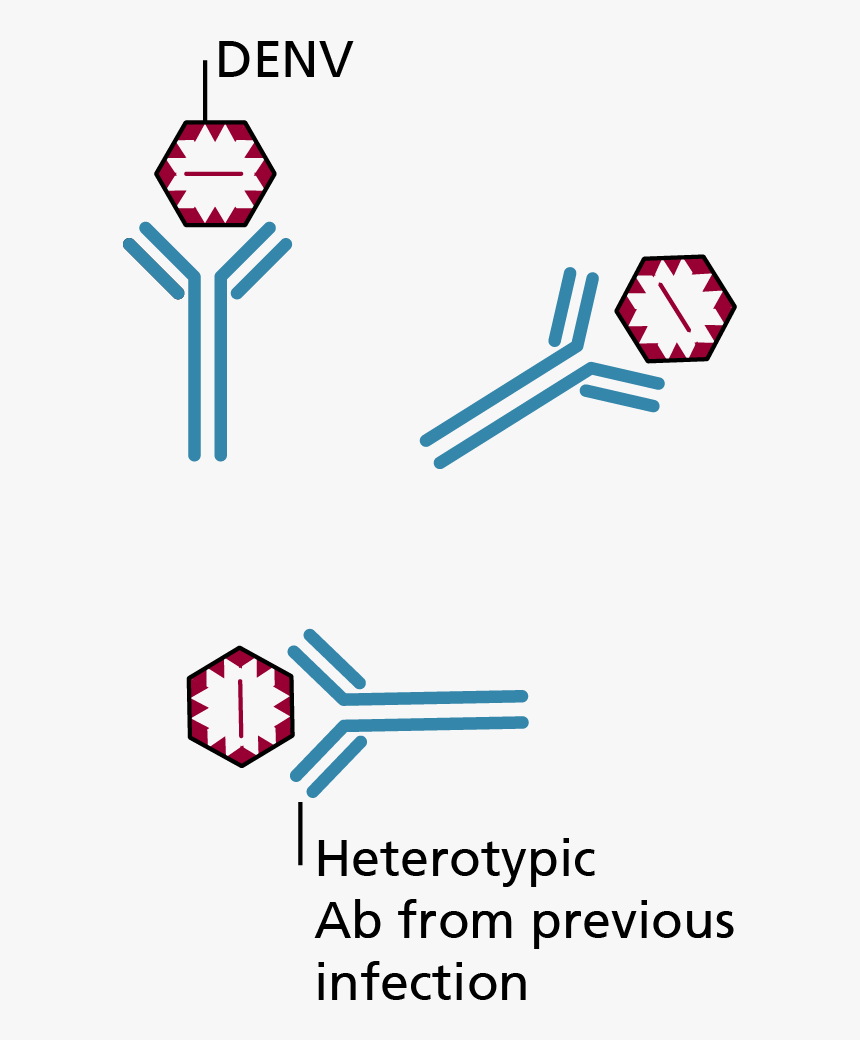 Ade In Dengue Virus, HD Png Download, Free Download