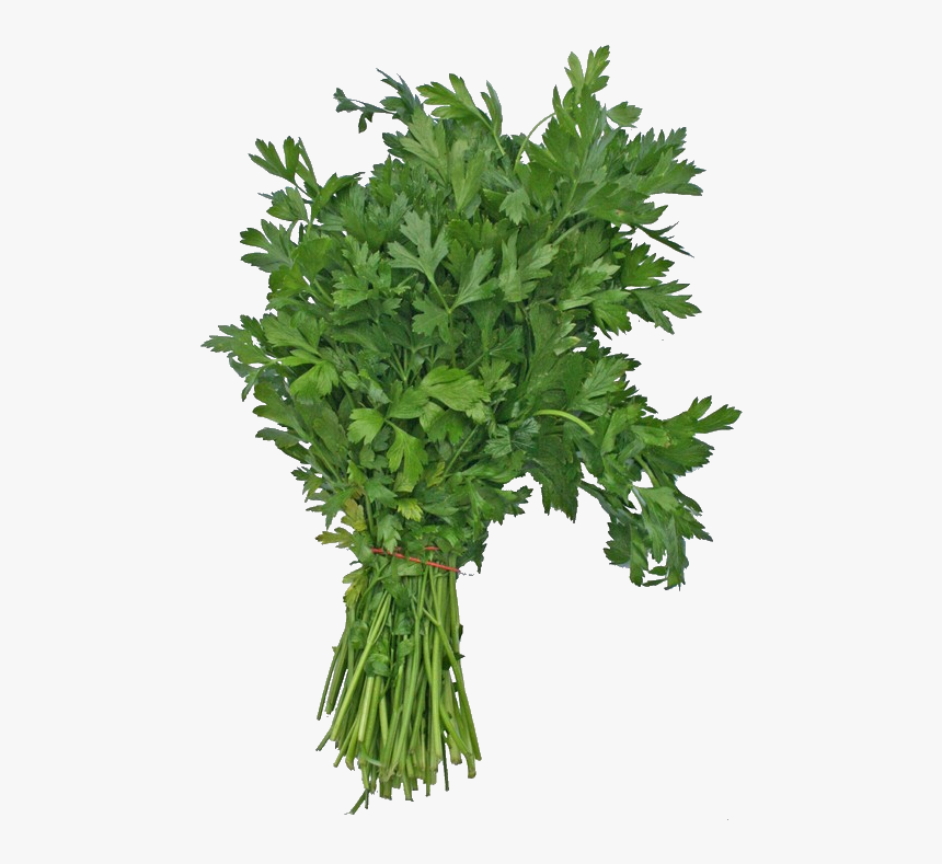 Parsley It Is A Good Source Of Calcium, Potassium And - Flat Leaf Parsley, HD Png Download, Free Download