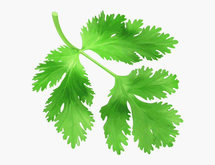 Coriander Png Image Free Download Searchpng - Transparent Coriander Png, Png Download, Free Download