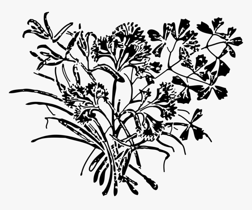 Herb Parsley Royal Fougeres Spice Watercolor Painting - Drawing, HD Png Download, Free Download