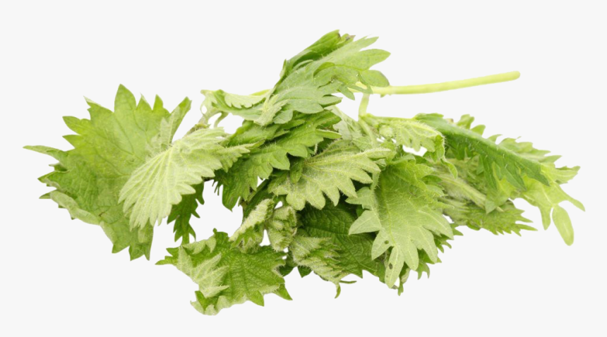 Nettle Png Free Pic - Coriander, Transparent Png, Free Download