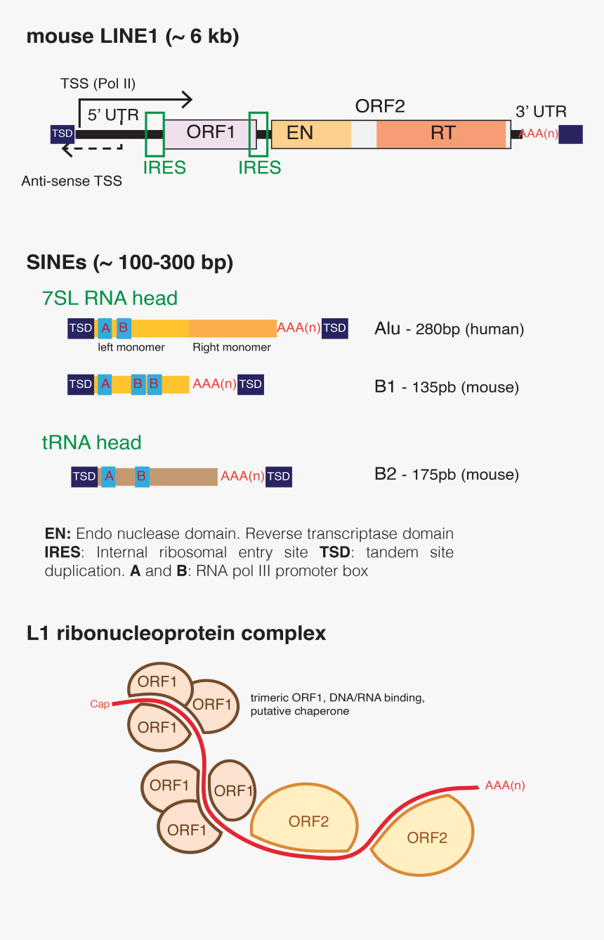 Long Interspersed Nuclear Elements, HD Png Download, Free Download