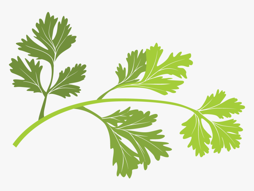 Parsley, HD Png Download, Free Download