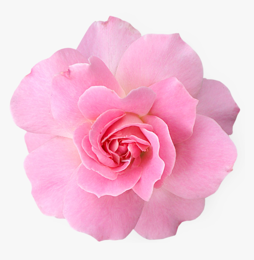 Pink Flowers Png Pic - Transparent Pink Flower Png, Png Download, Free Download