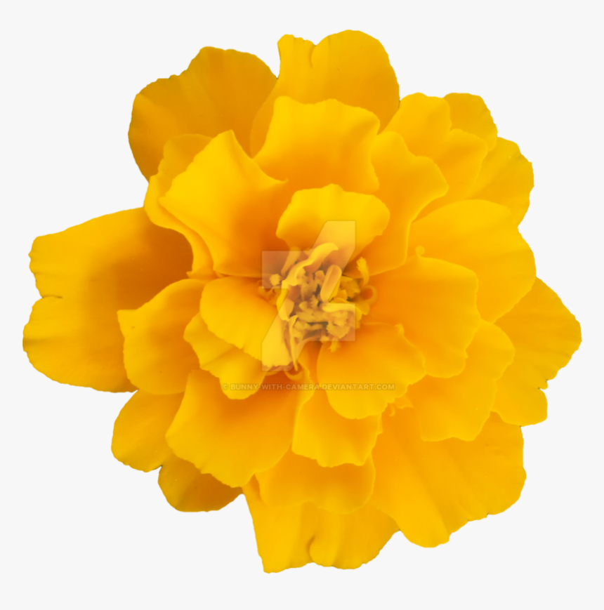 Flowers Clipart Camera - Transparent Yellow Flowers Clipart, HD Png Download, Free Download